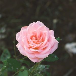 Meet your Posher, Lori